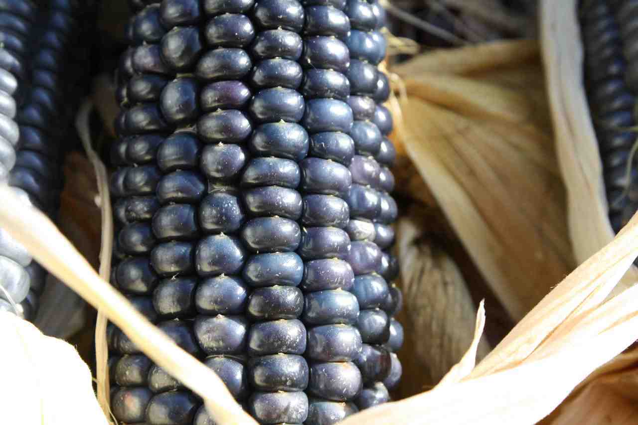 Organic Non-GMO Blue corn