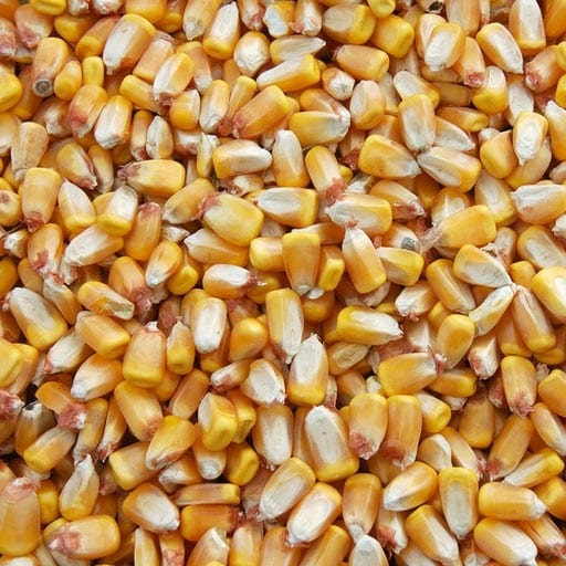 Organic Non-GMO Yellow Corn